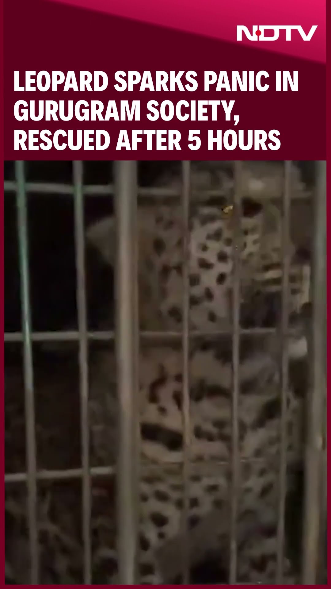 Leopard Sparks Panic in Gurugram Society, Rescued After 5-Hour Operation